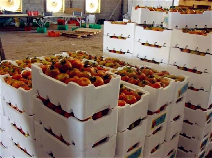 EPS Vegetable Box Machine Factory